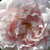 Bela - Alba vrtnice - Ännchen von Tharau
